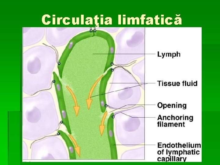 Circulaţia limfatică 