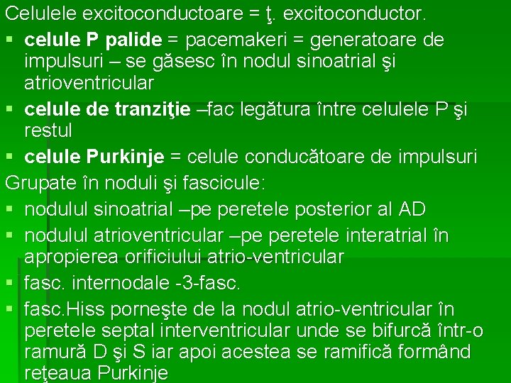 Celulele excitoconductoare = ţ. excitoconductor. § celule P palide = pacemakeri = generatoare de
