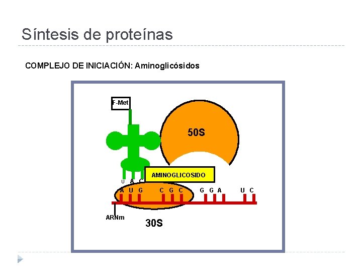 Síntesis de proteínas COMPLEJO DE INICIACIÓN: Aminoglicósidos F-Met 50 S A C A U