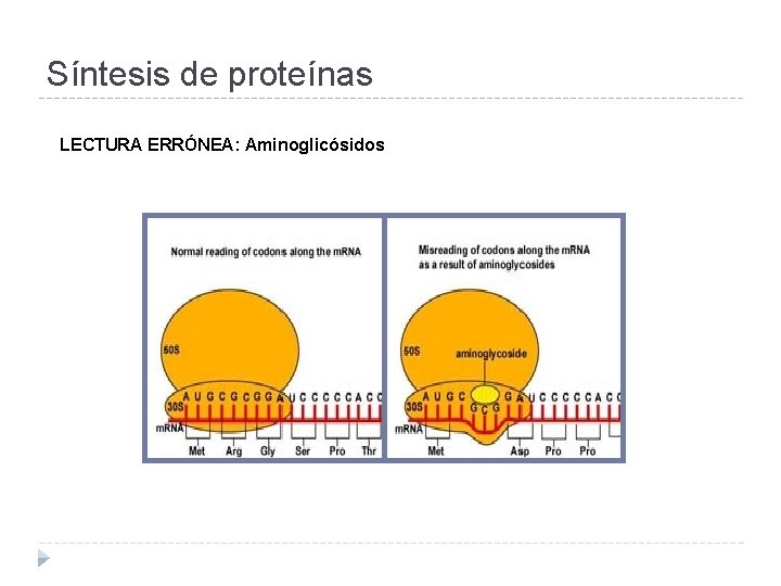Síntesis de proteínas LECTURA ERRÓNEA: Aminoglicósidos 