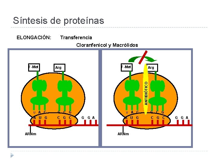 Síntesis de proteínas ELONGACIÓN: Transferencia Cloranfenicol y Macrólidos F-Met Arg ANTIBIÓTICO F-Met A C