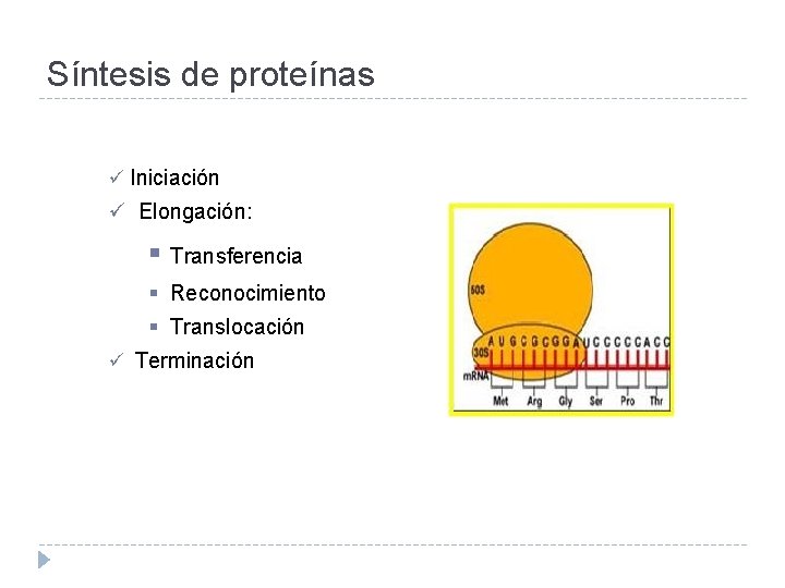 Síntesis de proteínas ü Iniciación ü Elongación: § Transferencia § Reconocimiento § Translocación ü