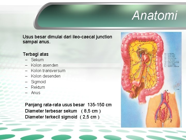 Anatomi Usus besar dimulai dari ileo-caecal junction sampai anus. Terbagi atas – – –