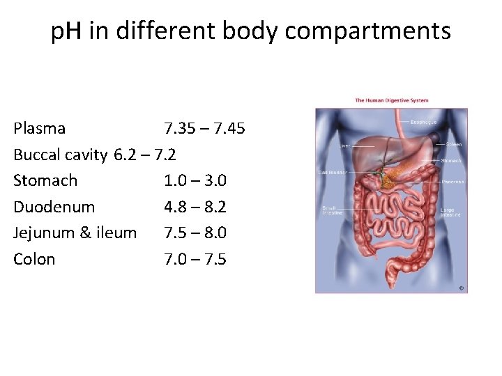 p. H in different body compartments Plasma 7. 35 – 7. 45 Buccal cavity p. H in different body compartments Plasma 7. 35 – 7. 45 Buccal cavity