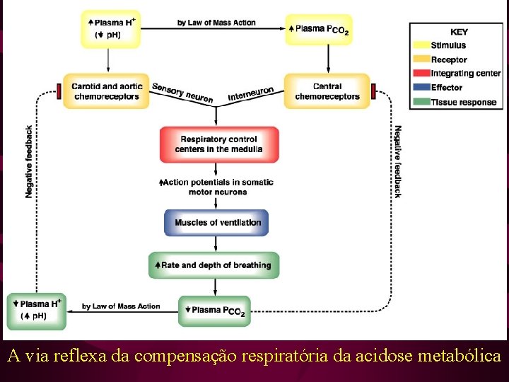 A via reflexa da compensação respiratória da acidose metabólica 