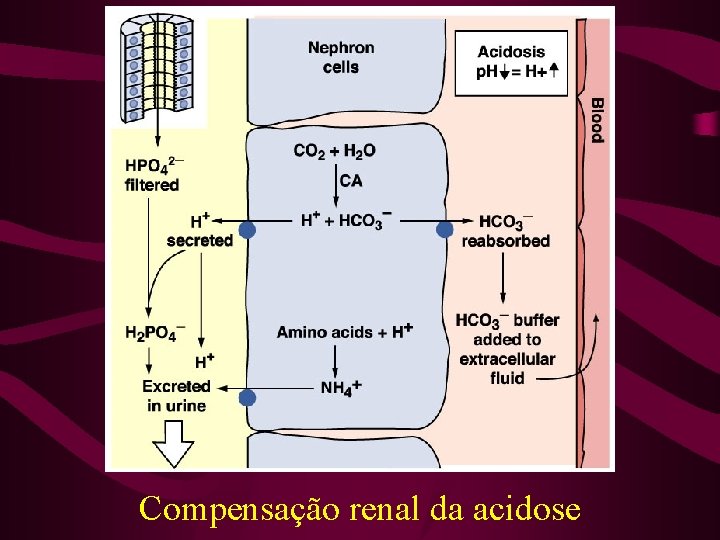 Compensação renal da acidose 