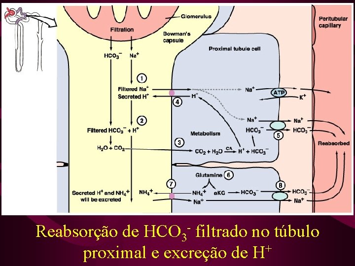 Reabsorção de HCO 3 - filtrado no túbulo proximal e excreção de H+ 