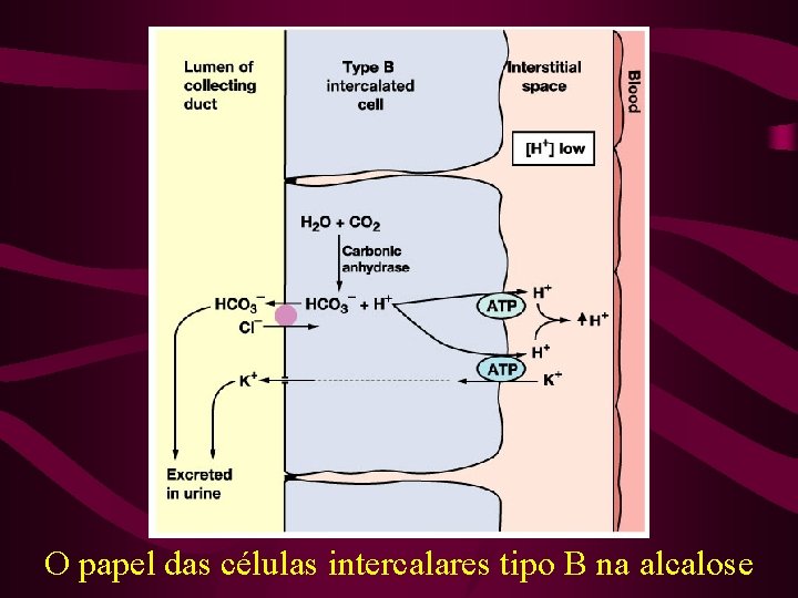 O papel das células intercalares tipo B na alcalose 