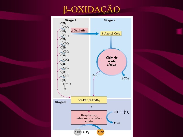  -OXIDAÇÃO Ciclo do ácido cítrico 