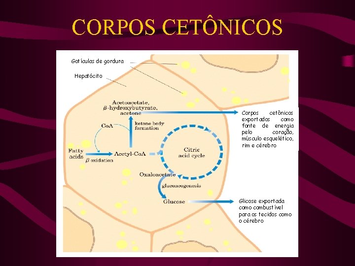 CORPOS CETÔNICOS Gotículas de gordura Hepatócito Corpos cetônicos exportados como fonte de energia pelo
