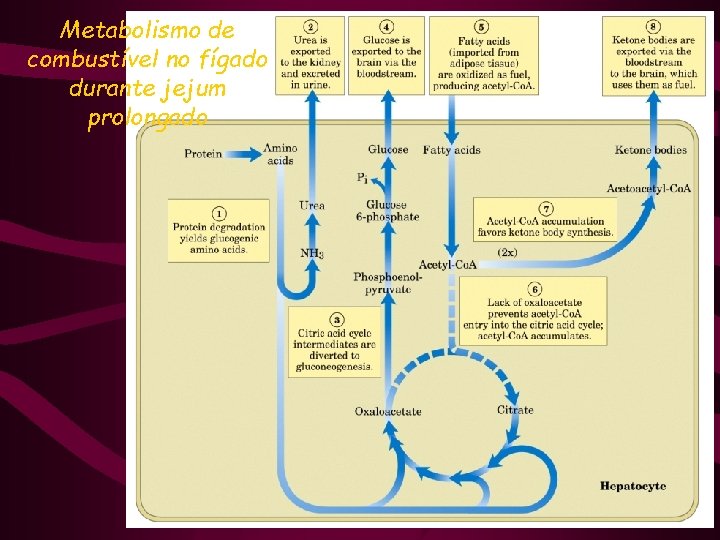 Metabolismo de combustível no fígado durante jejum prolongado 