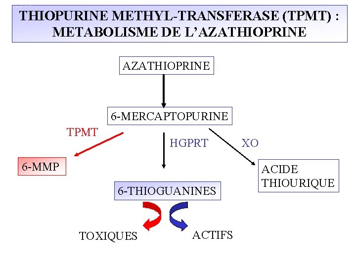 THIOPURINE METHYL-TRANSFERASE (TPMT) : METABOLISME DE L’AZATHIOPRINE 6 -MERCAPTOPURINE TPMT HGPRT 6 -MMP 6