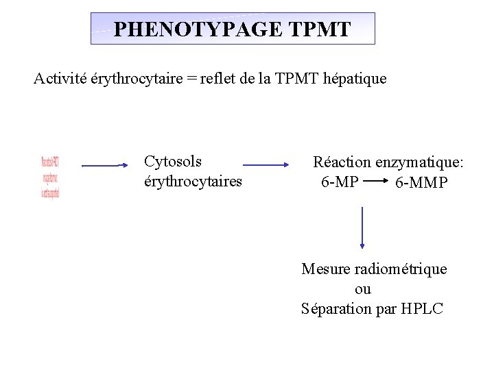 PHENOTYPAGE TPMT Activité érythrocytaire = reflet de la TPMT hépatique Cytosols érythrocytaires Réaction enzymatique: