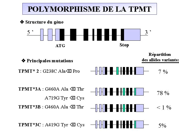 POLYMORPHISME DE LA TPMT Structure du gène 5 ’ 3 ’ Stop ATG Répartition