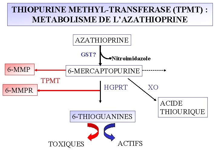 THIOPURINE METHYL-TRANSFERASE (TPMT) : METABOLISME DE L’AZATHIOPRINE GST? 6 -MMP Nitroimidazole 6 -MERCAPTOPURINE TPMT