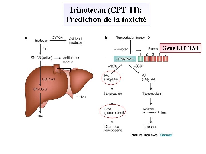 Irinotecan (CPT-11): Prédiction de la toxicité Gene UGT 1 A 1 