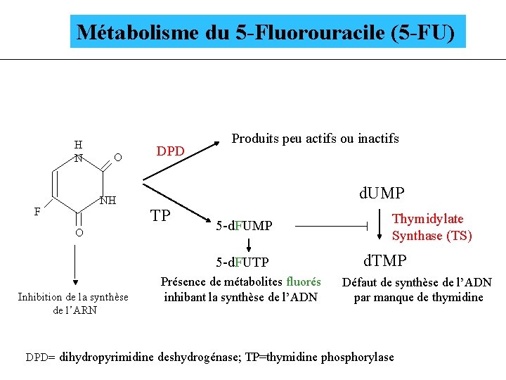 Métabolisme du 5 -Fluorouracile (5 -FU) H N O NH F O DPD Produits