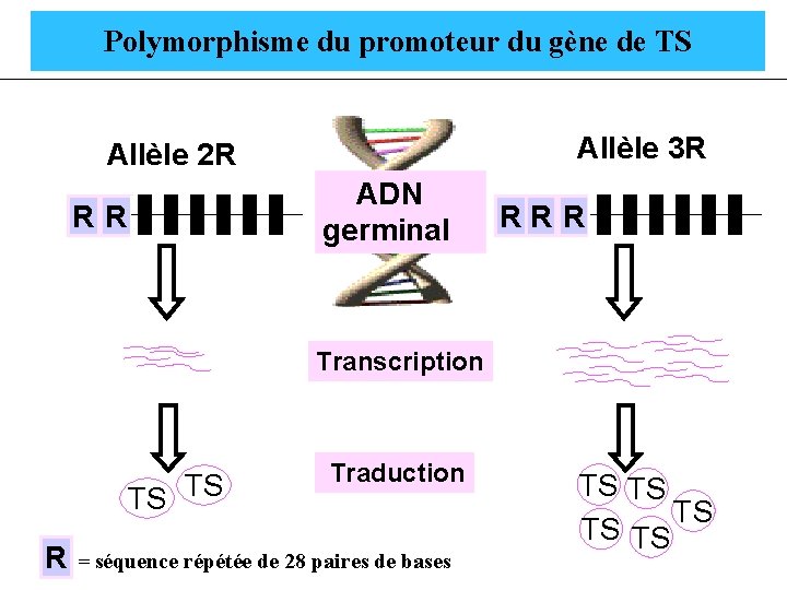 Polymorphisme du promoteur du gène de TS Allèle 3 R Allèle 2 R R