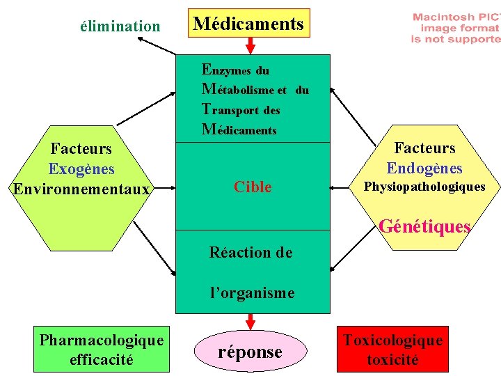 élimination Médicaments Enzymes du Métabolisme et du O des Transport r Médicaments Facteurs Exogènes