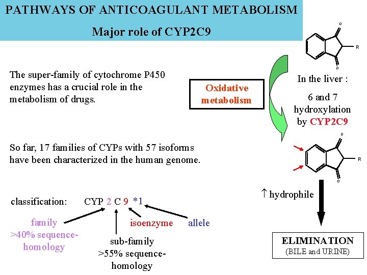 PATHWAYS OF ANTICOAGULANT METABOLISM O Major role of CYP 2 C 9 R O