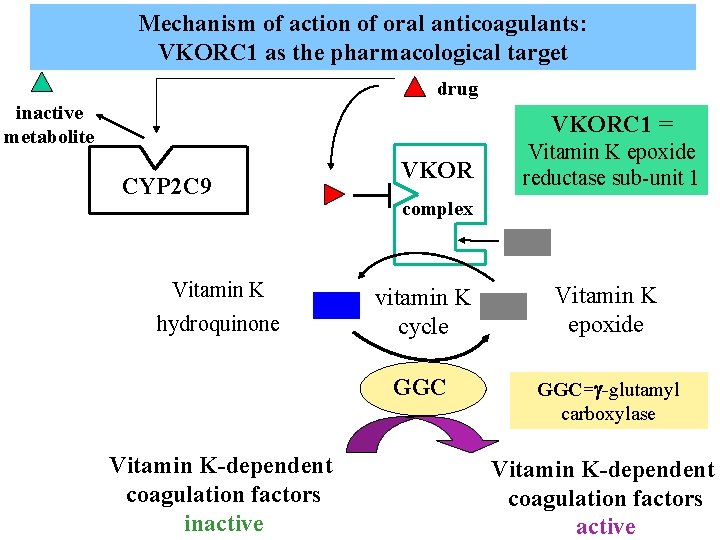 Mechanism of action of oral anticoagulants: VKORC 1 as the pharmacological target drug inactive