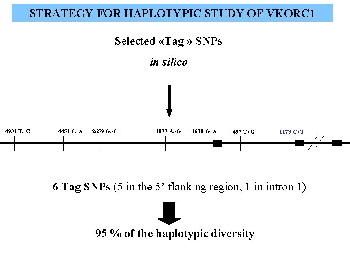 STRATEGY FOR HAPLOTYPIC STUDY OF VKORC 1 Selected «Tag » SNPs in silico -4931