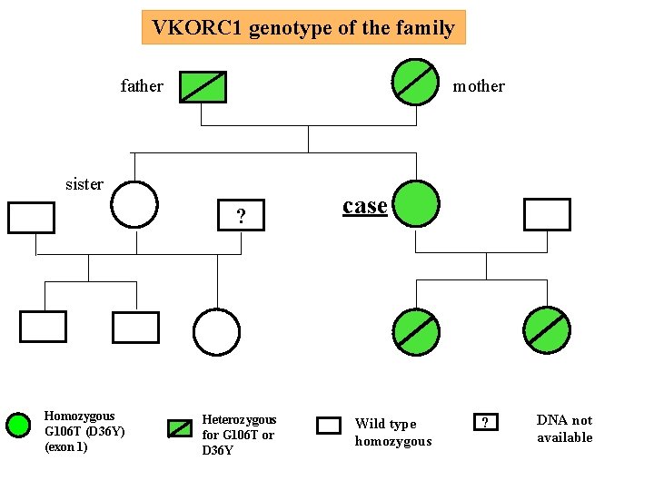 VKORC 1 genotype of the family father mother sister ? Homozygous G 106 T