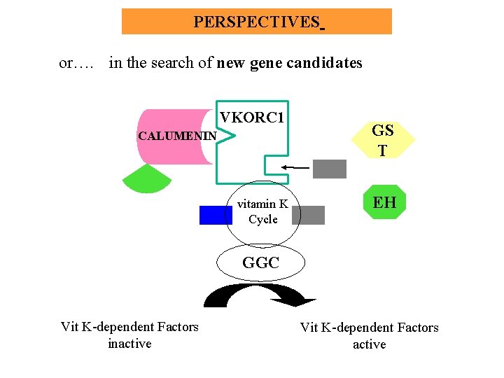 PERSPECTIVES or…. in the search of new gene candidates VKORC 1 CALUMENIN vitamin K