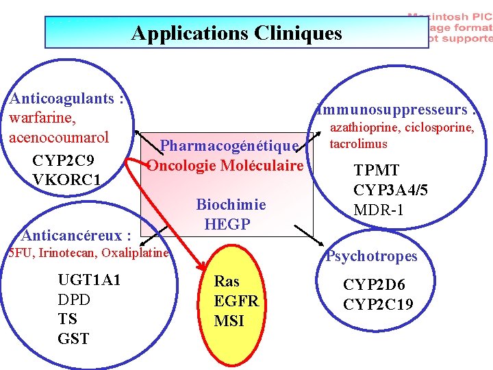 Applications Cliniques Anticoagulants : warfarine, acenocoumarol CYP 2 C 9 VKORC 1 Immunosuppresseurs :