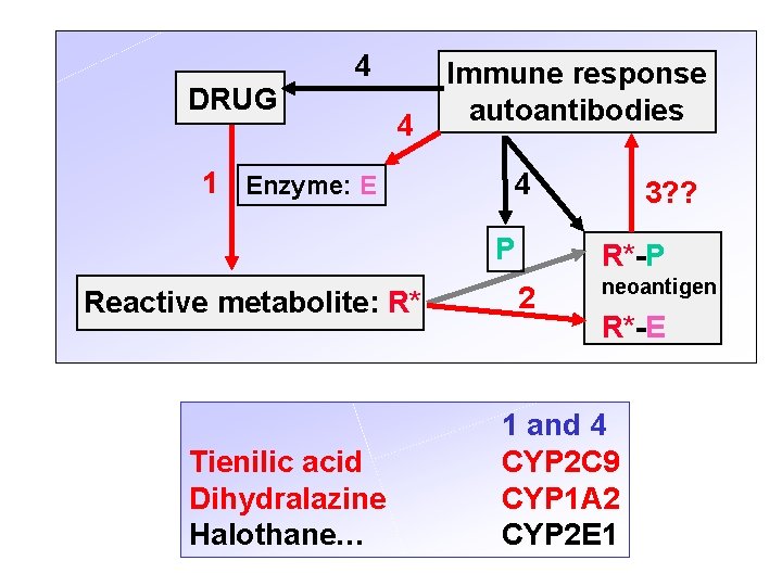 4 DRUG 4 1 Enzyme: E Immune response autoantibodies 4 P Reactive metabolite: R*