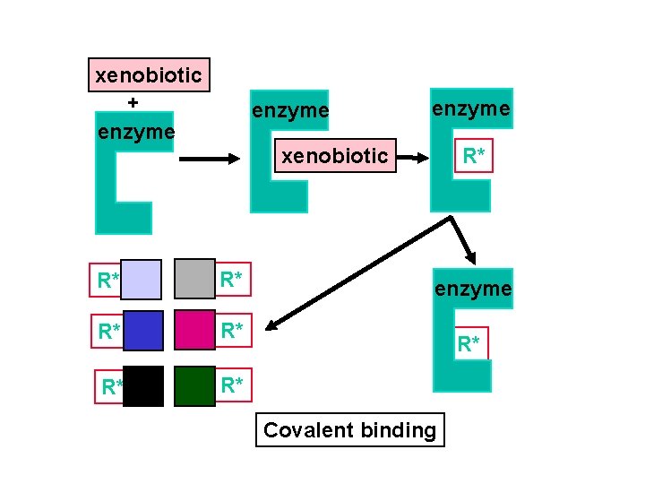 xenobiotic + enzyme xenobiotic R* R* enzyme R* Covalent binding 