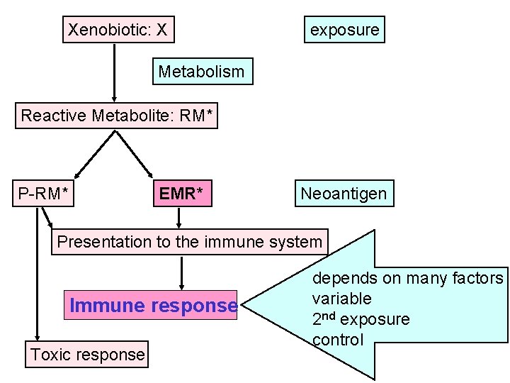 Xenobiotic: X exposure Metabolism Reactive Metabolite: RM* P-RM* EMR* Neoantigen Presentation to the immune