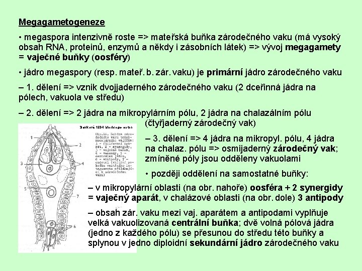 Megagametogeneze • megaspora intenzivně roste => mateřská buňka zárodečného vaku (má vysoký obsah RNA,