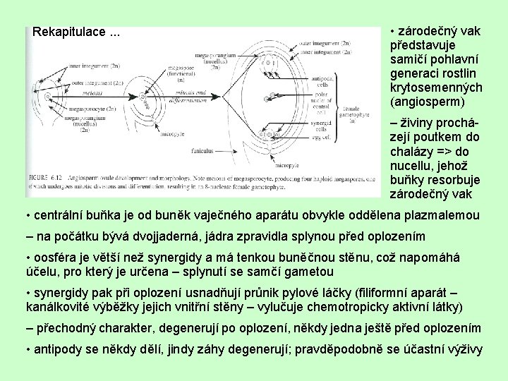 Rekapitulace. . . • zárodečný vak představuje samičí pohlavní generaci rostlin krytosemenných (angiosperm) –