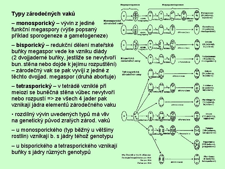Typy zárodečných vaků – monosporický – vývin z jediné funkční megaspory (výše popsaný příklad