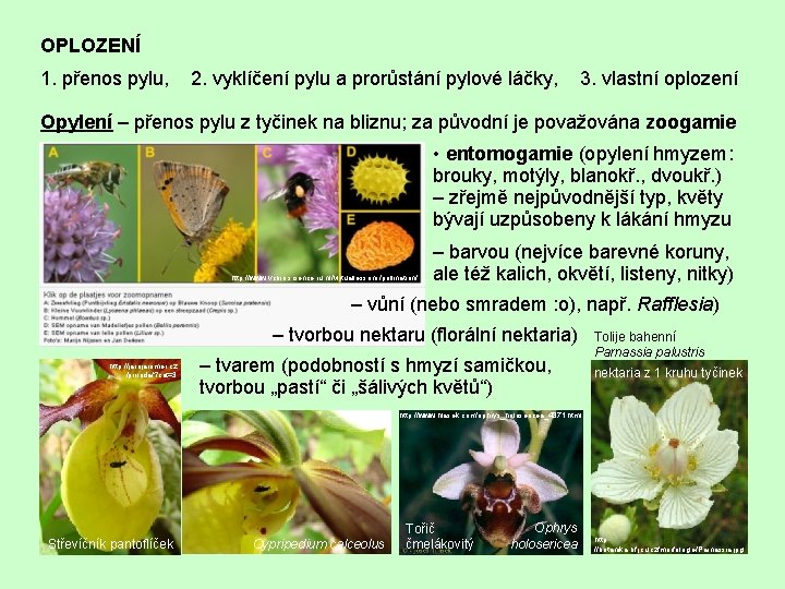 OPLOZENÍ 1. přenos pylu, 2. vyklíčení pylu a prorůstání pylové láčky, 3. vlastní oplození