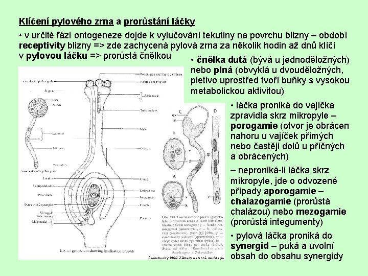 Klíčení pylového zrna a prorůstání láčky • v určité fázi ontogeneze dojde k vylučování