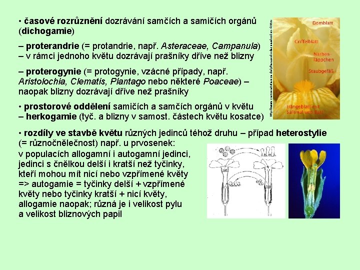 – proterandrie (= protandrie, např. Asteraceae, Campanula) – v rámci jednoho květu dozrávají prašníky