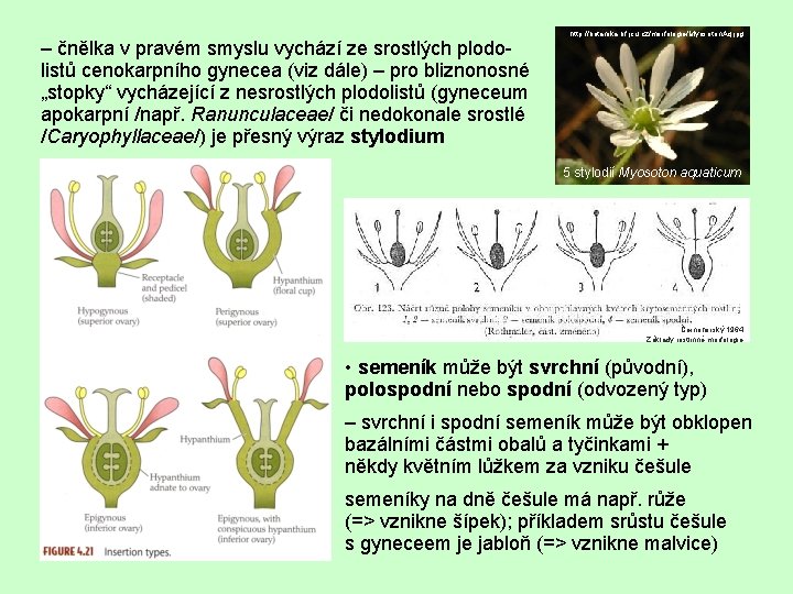 – čnělka v pravém smyslu vychází ze srostlých plodolistů cenokarpního gynecea (viz dále) –