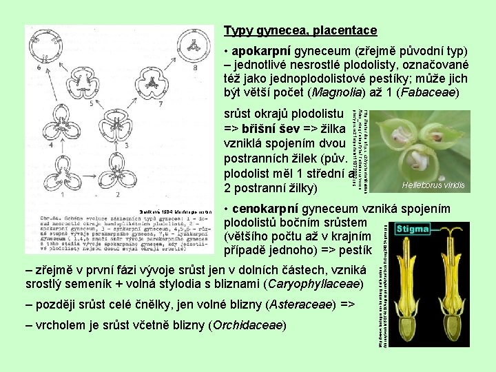 Typy gynecea, placentace • apokarpní gyneceum (zřejmě původní typ) – jednotlivé nesrostlé plodolisty, označované