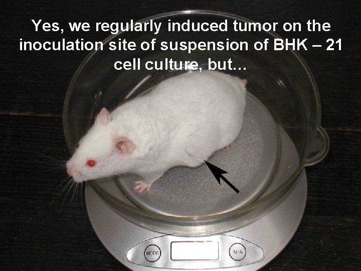 Yes, we regularly induced tumor on the inoculation site of suspension of BHK –