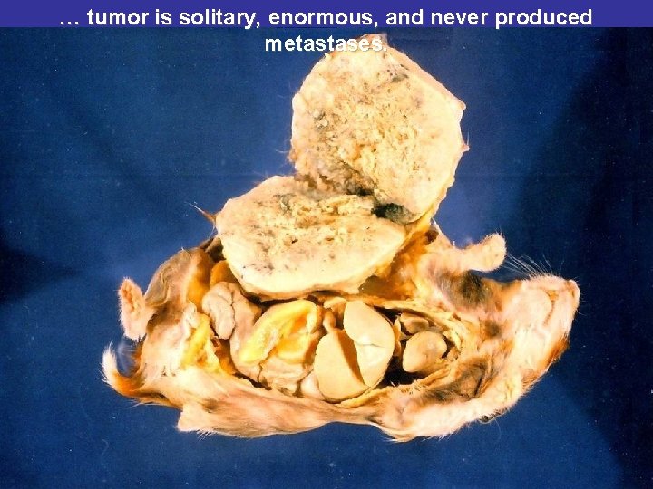 … tumor is solitary, enormous, and never produced metastases. 