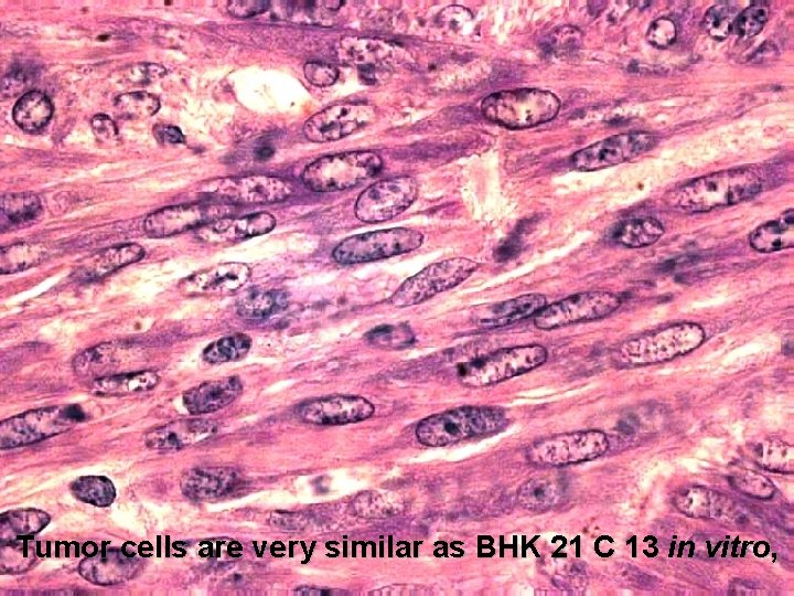 Tumor cells are very similar as BHK 21 C 13 in vitro, 