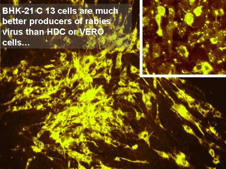 BHK-21 C 13 cells are much better producers of rabies virus than HDC or