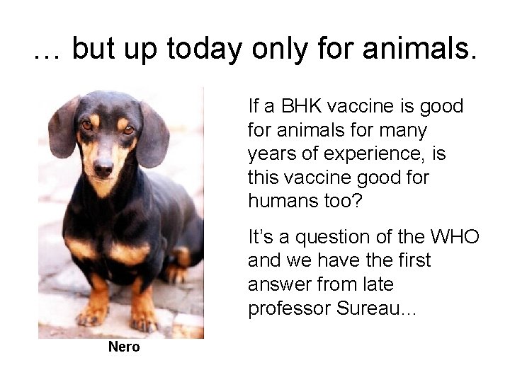 … but up today only for animals. If a BHK vaccine is good for