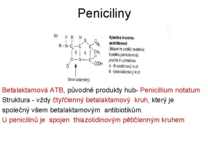 Peniciliny Betalaktamová ATB, původně produkty hub- Penicillium notatum Struktura - vždy čtyřčlenný betalaktamový kruh,