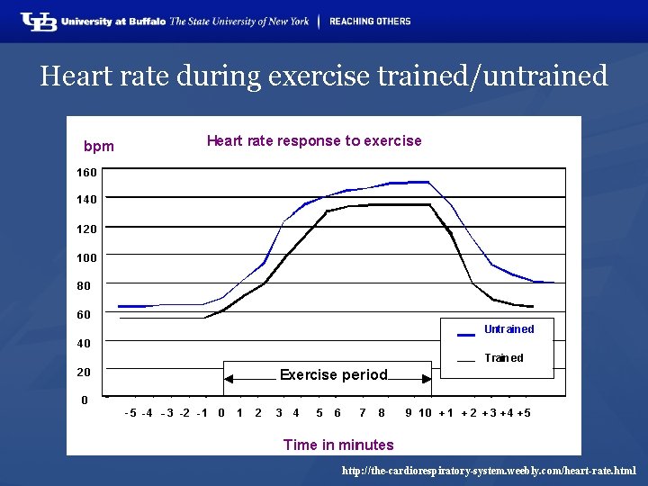 Heart rate during exercise trained/untrained http: //the-cardiorespiratory-system. weebly. com/heart-rate. html 