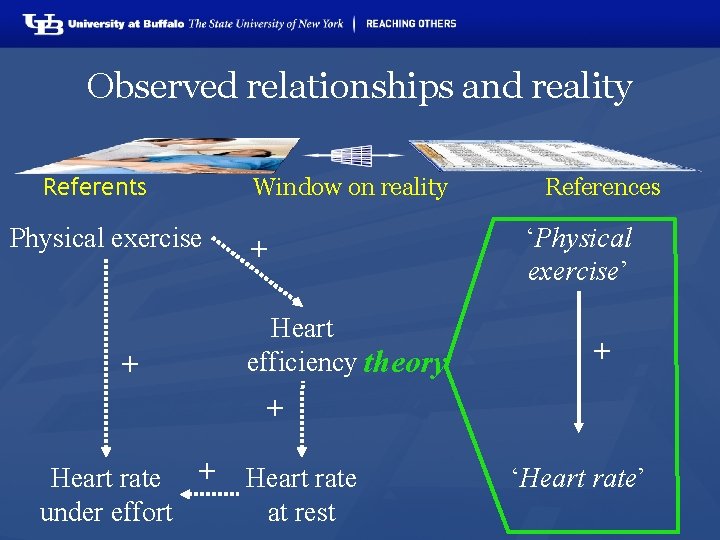 Observed relationships and reality Referents Window on reality + Physical exercise ‘Physical exercise’ +