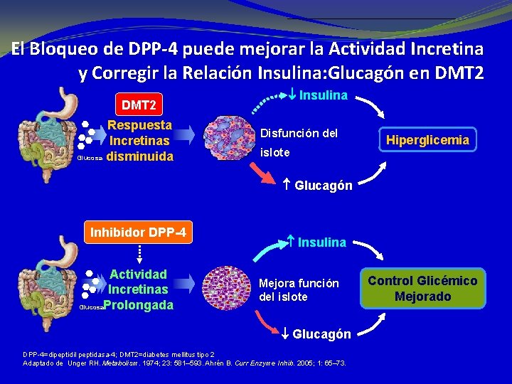 El Bloqueo de DPP-4 puede mejorar la Actividad Incretina y Corregir la Relación Insulina: