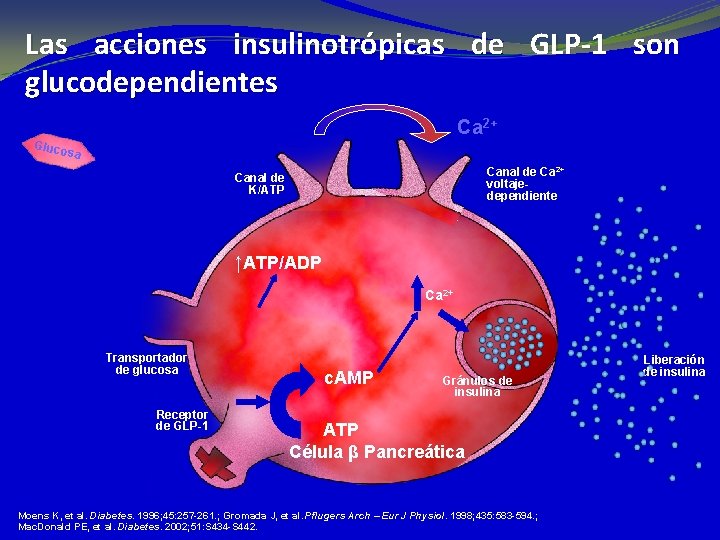 Las acciones insulinotrópicas de GLP-1 son glucodependientes Ca 2+ Gluco sa Canal de Ca